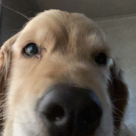 Meet your Posher, Kira - Picture 1 of 1